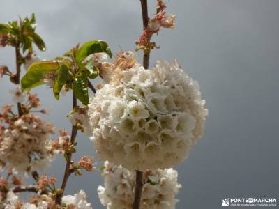 Cerezos flor_Valle del Jerte;imagenes lagos de covadonga viajes con actividades fotos cena navidad